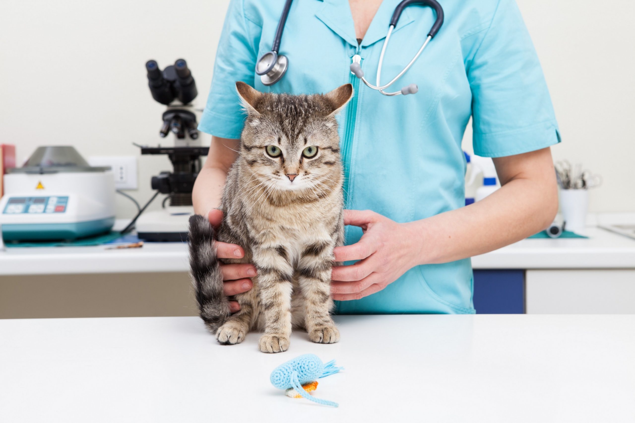 Veterinary Services in Richmond KY By Pass Animal Clinic